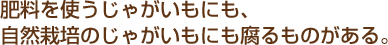 肥料を使うじゃがいもにも、自然栽培のじゃがいもにも腐るものがある。