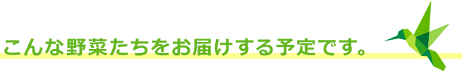 こんな野菜たちをお届けする予定です。