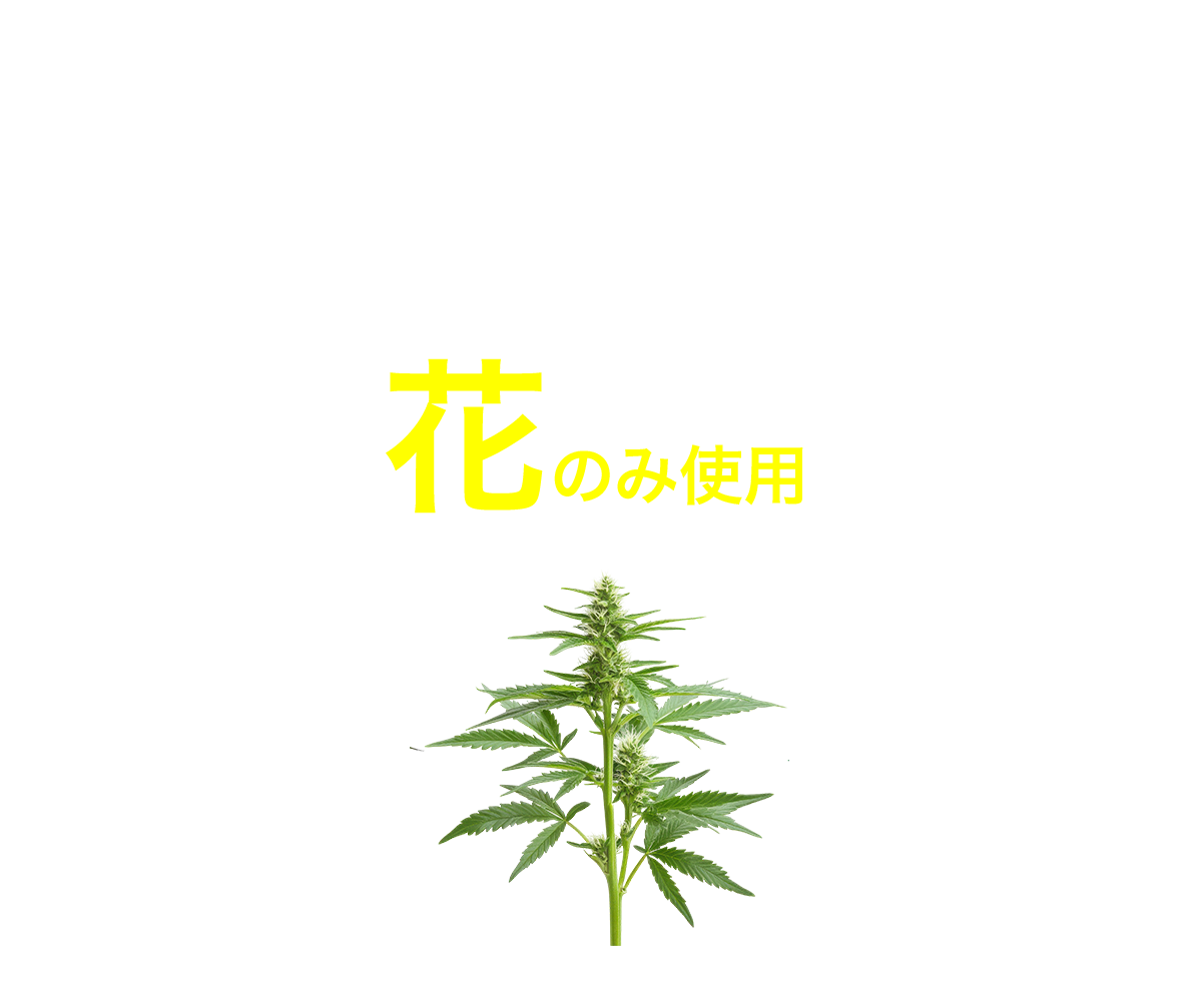 医療用大麻と同じ部位花のみ使用