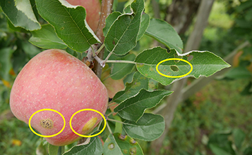 自らの力(内性菌)で患部を治癒する力を持つ無肥料のリンゴ