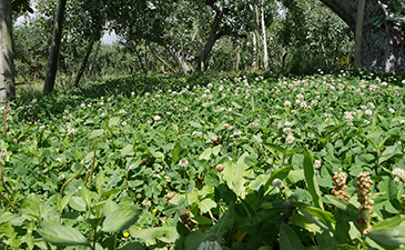 下草を生やして雑草の力もリンゴの力に