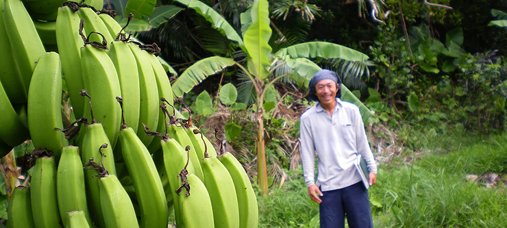 島バナナの産地、与那国島の風景 | 自然栽培の専門店「ハミングバードショッピング」～無農薬野菜＆玄米、有機野菜、自然農法ファンの宅配通販～