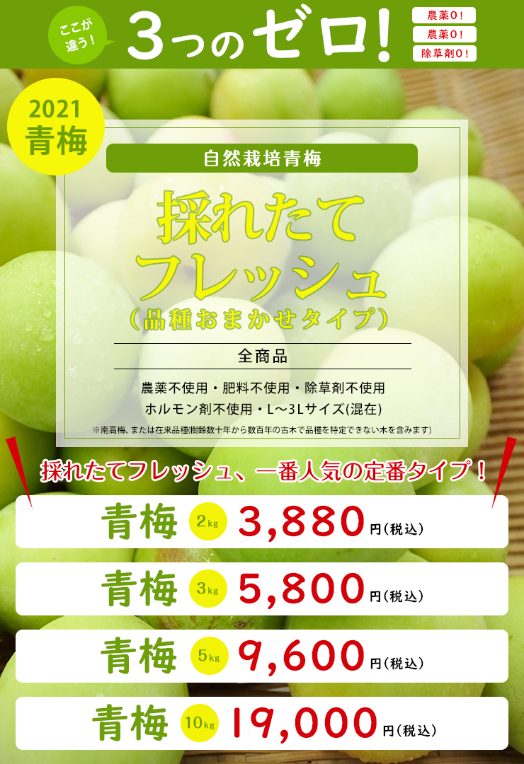 自然栽培青梅「南高梅」